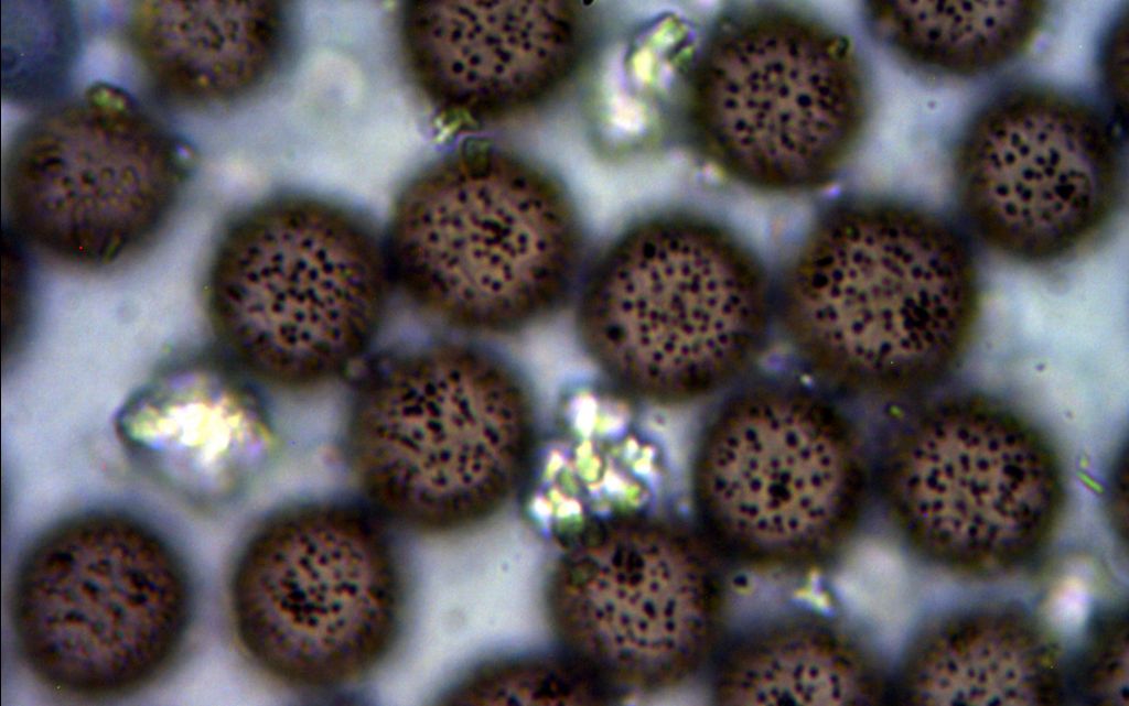 Didymium cf balearicum